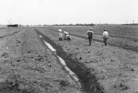 Field 57 Mata Mamon (looking north) recently germinated [sugar]cane (irrigated) killed.