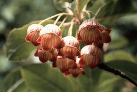 Enkianthus campanulatus