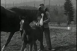 Minnekhada Ranch