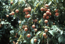 Litchi chinensis [at] Luogang commune, Canton