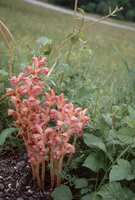 Orobanche caryophyllacea, high country near Cambray, Chartreuse