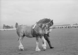 C.P. Exhibition [Draft horse being shown]