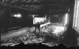 [View of salmon cannery interior, showing fish on table and floor]