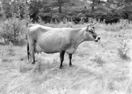 Cow on Gordon Tufts' farm