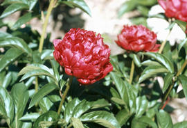 Paeonia : Red Champion