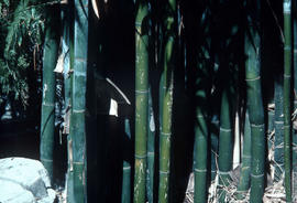 Phyllostachys bambusoldes : bamboo stems, Jap[anese] Timber Bamboo hardy to 0 [degrees] F