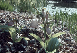 Cypripedium acaule [at] VanDusen Gardens