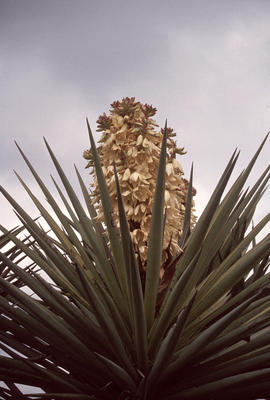 Yucca treculiana : Spanish dagger