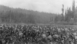 Menyanthes Trifoliata at the outlet of "Summit Lake" the very headwaters of Peace River