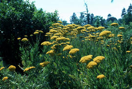 Achillea filipendula