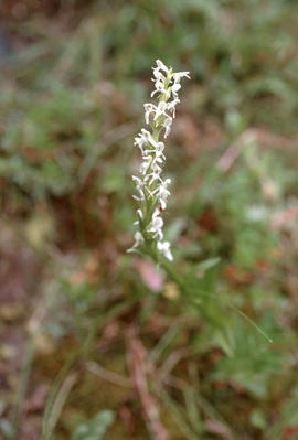 Habenaria (Platanthera[?]) dilatata : white rein orchid