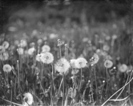 [Alpine flora in Garibaldi District]