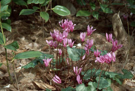 Cyclamen repandum