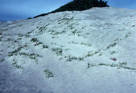 Carex macrocephala