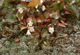 Shortia unifloria, U.B.C. Alpine Garden