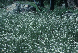 Erigeron divergens : fleabane