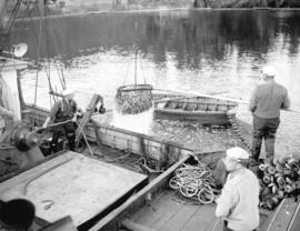 Scooping herring for bait