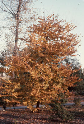 Ulmus thomasii