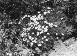 [Alpine flora in Garibaldi District]