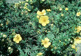 Potentilla fruiticosa