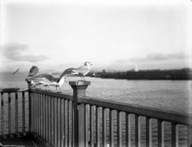 Gulls [on a railing at the] C.P.R. [station]