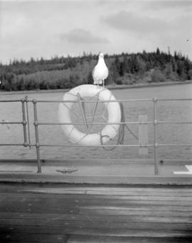 [Seagull on ship near] Pacific Mills [on the] Queen Charlotte Islands