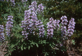 Lupins on road