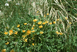 Ranunculus ficaria: celandine