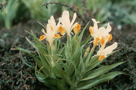 Iris species, Iris bucharica