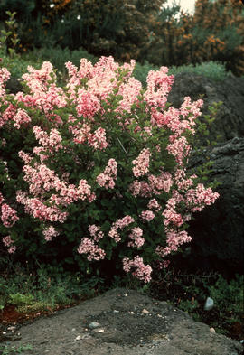 Syringa meyeri : Korean Lilac