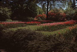 Tulips in garden at 1402 McRae Avenue