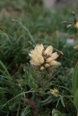 Campanula thyrsoides