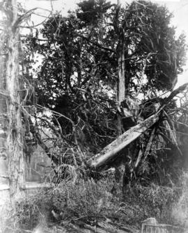 Canoe Burial [in tree]