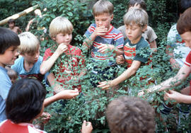 Boys picking berries at Camp Capilano