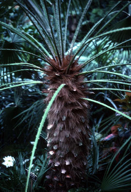 Chamaerops humilis