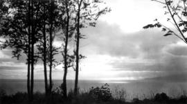 View of the ocean through some trees