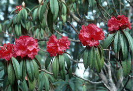 Rhododendron arboreum