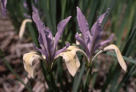 Iris swerti deyonian