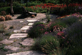 Alma VanDusen Garden : Beach- [Diaulbius alwoodin], Armeria maritimun