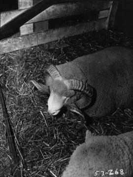 Sheep with large horns in pen