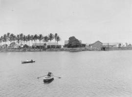 Two rowboats being rowed in front of buildings and palm trees