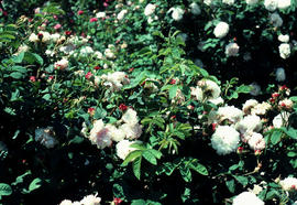 Rosa damascena versicolor : York and Lancaster [at] R[oyal] B[otanic] G[arden] E[dinburgh]