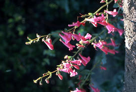 Penstemon pseudospectabilis [at] Salt River Canyon