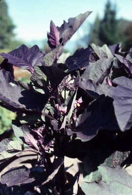 Solanum melongena var esculentum [: Eggplant]