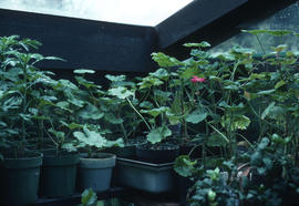 Propagation : geraniums, home greenhouse