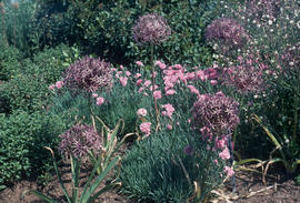 Allium albopilosum