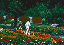 Gardens - Canada : Ville de Montreal Jardin Botanique, le jardin d'essai des annuelles