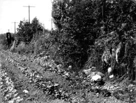 [Shrubs and bushes on the side of a vegetable patch]