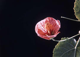 Abutilon hybridum