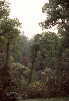 Rhododendron valley, Wakehurst Gardens, U.K.